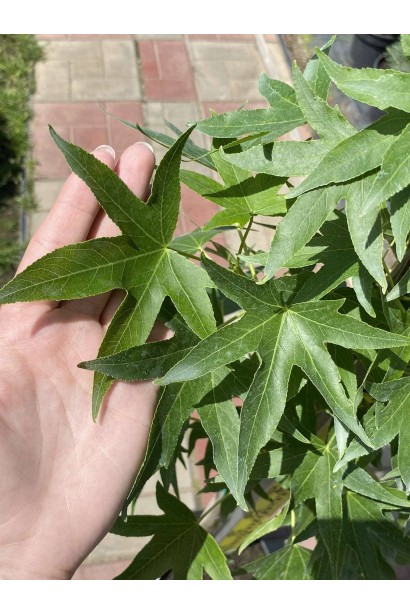 Ликвидамбар смолоносный Ворплесдон - 3л/вис.140-160см/Ø20-30см